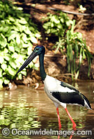 Black-necked Stork (Ephippiorhynchus asiaticus). Also known as Jabiru. Wetlands of Northern Australia