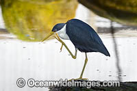 Pied Heron (Ardea picata), fishing. Found in coastal wetlands, tidal and mangrove mudflats, swamps, wet pasture and flood plains of Northern Australia.