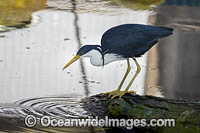 Pied Heron (Ardea picata). Found in coastal wetlands, tidal and mangrove mudflats, swamps, wet pasture and flood plains of Northern Australia.