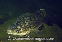 Eastern Freshwater Cod (Maccullochella ikei). Also known as the Clarence River Cod. Mann River, Grafton, New South Wales, Australia. Listed as Endangered Species on the IUCN Red List.