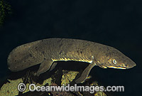 Australian Lungfish (Neoceratodus forsteri). Also known as Queensland Lungfish, Djellah and Ceratodus. Burnett and Mary River systems, Queensland, Australia. Listed as Endangered Species in CITES. A Protected Species.