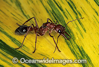 Bull Ant (Myrmecia nigrocincta). Coffs Harbour, New South Wales, Australia