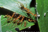 Green Tree Ants (Oecophylla smaragdina) constructing a nest made of leaves. Townsville, Queensland, Australia