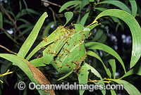 Green tree ants (Oecophylla smaragdina) on leaf nest. Townsville, Queensland, Australia