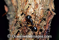 Green tree ants (Oecophylla smaragdina) attacking a Bull Ant. Townsville, Queensland, Australia