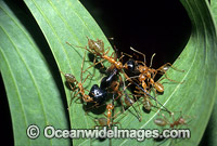 Green tree ants (Oecophylla smaragdina) attacking a Bull Ant. Townsville, Queensland, Australia