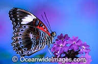 Red Lacewing Butterfly (Cethosia biblis). Eastern Australia