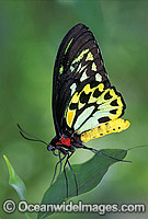 Cairns Birdwing Butterfly (Ornithoptera priamus) - male. Cairns, North Queensland, Australia