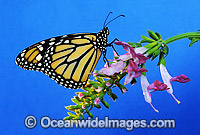 Wanderer Butterfly (Danaus plexippus). Also known as Monarch Butterfly. Eastern Australia