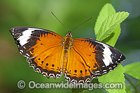 Orange Lacewing Butterfly (Cethosia penthesilea) - male. Northern Northern Territory, Australia