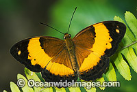 Australian Rustic Butterfly (Cupha prosope) - male. Also known as Bordered Rustic Butterfly. Queensland, Australia