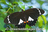 Orchard Swallowtail Butterfly (Papilio aegeus) - male. Also known as Large Citrus Butterfly and Orchard Butterfly. Eastern Australia