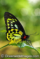 Cairns Birdwing Butterfly (Ornithoptera priamus) - male. Cairns, North Queensland, Australia