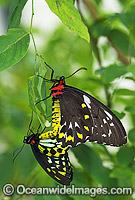 Cairns Birdwing Butterfly (Ornithoptera priamus) - male and female mating. Cairns, North Queensland, Australia