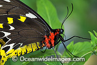 Cairns Birdwing Butterfly (Ornithoptera priamus) - female. Cairns, North Queensland, Australia