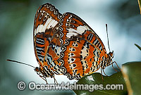 Orange Lacewing Butterfly (Cethosia penthesilea) - male and female mating. Northern Northern Territory, Australia