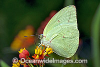 Lemon Migrant Butterfly (Catopsilia pomona) - male. Also known as Cassia Butterfly. Northern Australia