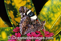 Yellow Admiral Butterfly (Vanessa itea). Also known as Australian Admiral Butterfly. South Eastern Australia