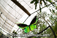 Cairns Birdwing Butterfly (Ornithoptera priamus) - male in flight inside Coffs Harbour Butterly House. Coffs Harbour, New South Wales, Australia