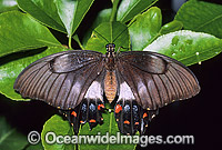 Orchard Swallowtail Butterfly (Papilio aegeus). Also known as Large Citrus Butterfly and Orchard Butterfly. Eastern Australia
