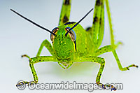 Giant Grasshopper (Valanga irregularis) - nymph. Also known as Giant Valanga and Hedge Grasshopper. Native to Australia and Australia's largest grasshopper. Photo was taken in Coffs Harbour, New South Wales, Australia