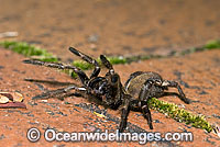 Trapdoor Spider (Misgolas sp.) - male in defence posture. Trapdoor Spiders are often mistaken for Funnel-web Spiders as they look very similar, however, unlike Funnel-web Spiders, Trapdoor Spider are not dangerous. Coffs Harbour, NSW, Australia