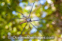Golden Orb Weaver Spider (Nephila sp.). Photo was taken on Christmas Island, Indian Ocean, Australia.