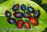 Cluster of Harlequin Bugs (Tectocoris diophthalmus). Coffs Harbour, New South Wales, Australia