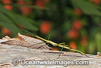 Stick Insect (Order: Phasmidae). Coffs Harbour, New South Wales, Australia