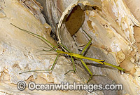 Stick Insect (Order: Phasmidae). Coffs Harbour, New South Wales, Australia