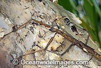 Titan Stick Insect (Acrophylla titan). Also known as Great Brown Stick Insect and Great Brown Phasma. Largest known insect in Australia. Coffs Harbour, New South Wales, Australia