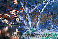 River Red Gums (Eucalyptus camaldulensis) at Ormiston Gorge. MacDonnell Ranges, Central Australia