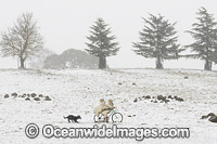 Funny picture of a two metal cutout sheep riding a push bike in a field cloaked in snow, whilst being chased by a farm dog. Photo taken at Black Mountain, New England Tableland, New South Wales, Australia.