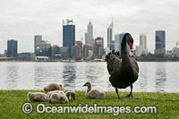 Black Swan (Cygnus atratus), parent birds with cygnets on the Swan River with Perth city in background. Perth, Western Australia.