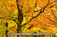 Autumn colours of deciduous trees photographed in the cily of Armidale, New England Tableland, New South Wales, Australia.