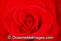 Red Rose (Rosa sp.).