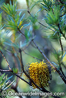 Flower of a Hill Banksia tree (Banksia collina). New England National Park, New South Wales, Australia