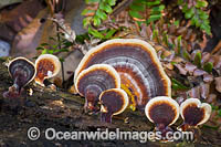Fungi (Trametes versicolor). Photo taken in Bruxner Nature Reserve Rainforest, Coffs Harbour, New South Wales, Australia.