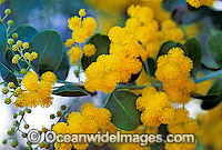 Golden Wattle wildflower. New South Wales, Australia