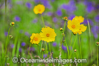 Wildflowers. Photo taken during Spring season in open fields near Casino, New South Wales, Australia.