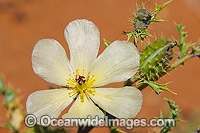 Wildflower photographed in the outback country near Broken Hill, New South Wales, Australia.