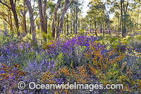 Wild flowers, photographed in country Victoria, near Seymour, Victoria, Australia.
