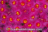 Flower of a eucalypt flowering gum tree. Photo taken in Coffs Harbour, NSW, Australia.