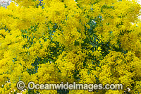 Fringes Wattle Flower (Acacia fimbriata). Also known as Brisbane Goldern Watle and Brisbane Wattle. Grows in woodland and eucalypt forests in eastern New South Wales and eastern Queensland, Australia.