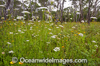 A field of Paper Flowers and other wildflowers in the Guy Fawkes River Nature Reserve, near Ebor, on Waterfall Way. New England Tablelands, New South Wales, Australia.