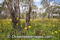 A field of Paper Flowers in a Eucalypt forest. Guy Fawkes River Nature Reserve, near Ebor, on Waterfall Way in the New England Tablelands, New South Wales, Australia.