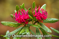 Tasmanian Waratah Flower (Telopea truncata). This plant is Endemic to Tasmania. Photo taken at Cradle Mountain - Lake St Clair National Park, Tasmania, Australia.