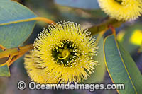 Bookleaf Mallee (Eucalyptus kruseana). Kalgoorlie Goldfields, Western Australia.