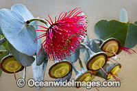 Mallee Rose Eucalyptus wildflower (Eucalyptus rhodantha var. rhodantha). Northern Heathlands, Western Australia.