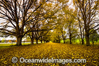 Autumn colours of a country road lined with deciduous trees, near Albury, Victoria, Australia.
